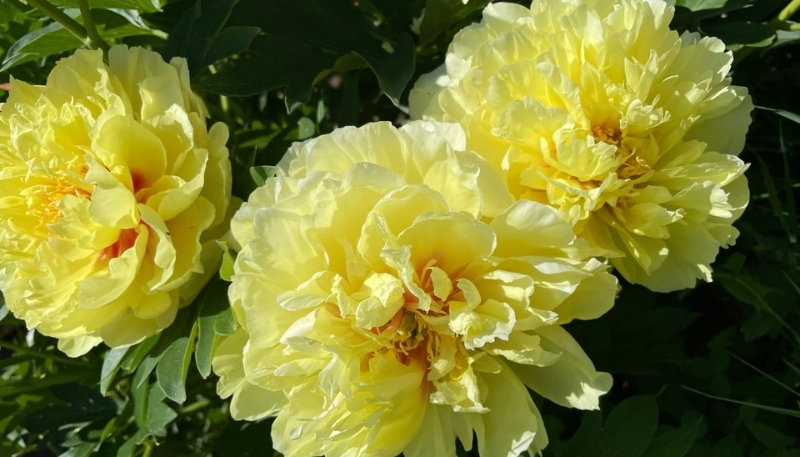 Ảnh hoa mẫu đơn vàng dưới nắng