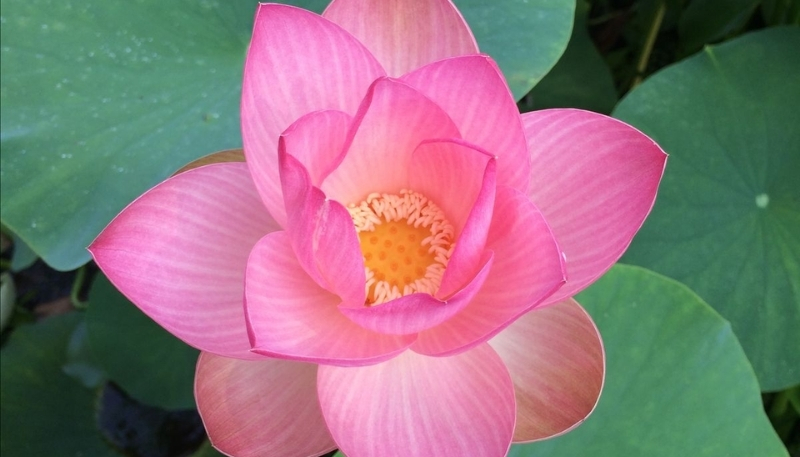 Ảnh hoa sen hồng đậm cận cảnh