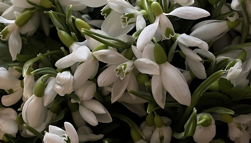 Ảnh nền hoa nhài nghệ thuật