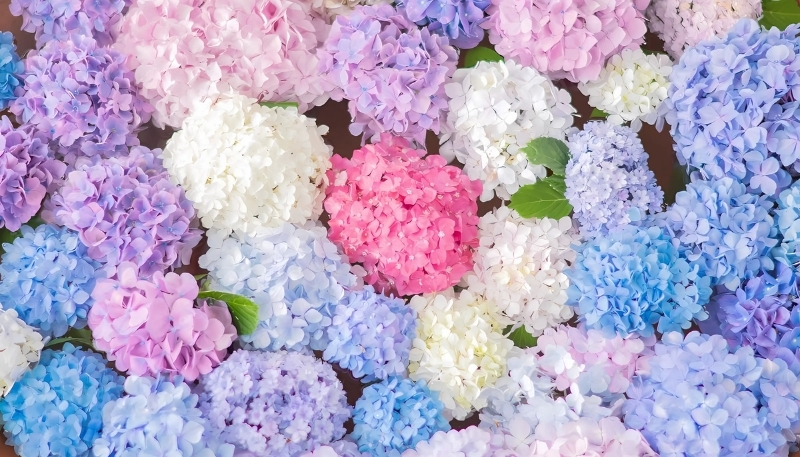 Cẩm tú cầu hòa màu