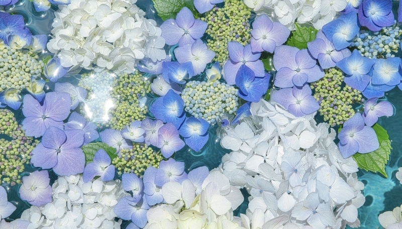 Cẩm tú cầu màu hồng nhạt