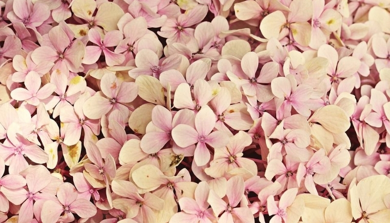 Cẩm tú cầu màu tím đậm