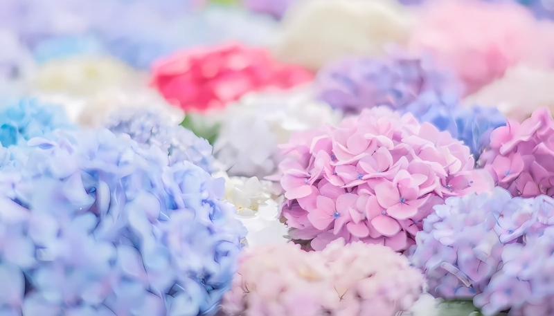 Cẩm tú cầu với lá xanh mướt