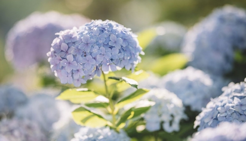 Cẩm tú cầu xanh tươi sáng