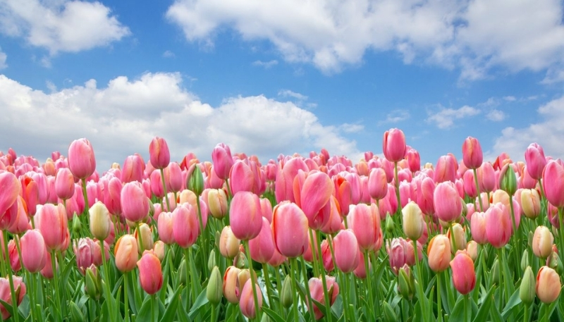 hình nền cánh đồng hoa tulip hồng