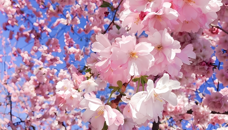 Hình nền hoa anh đào hồng nhạt