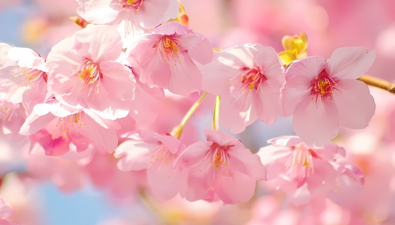 Hình nền hoa anh đào hồng xinh xắn