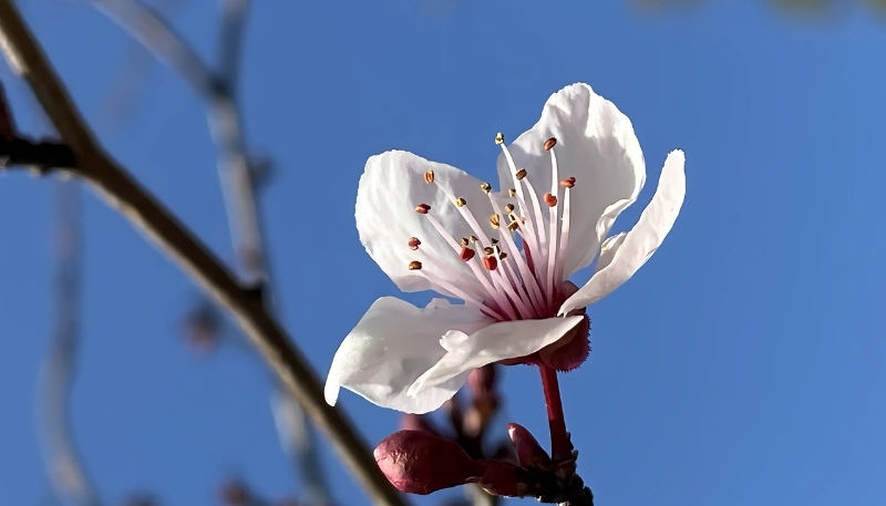 Hình nền hoa anh đào trắng dễ thương