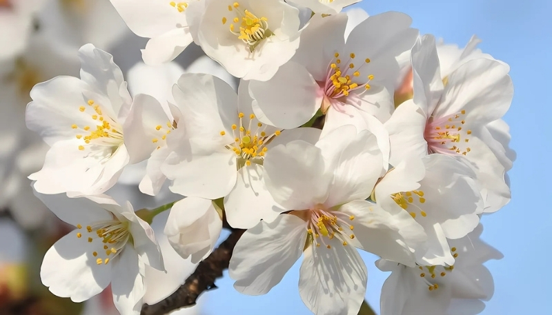 Hình nền hoa anh đào trắng xinh đẹp