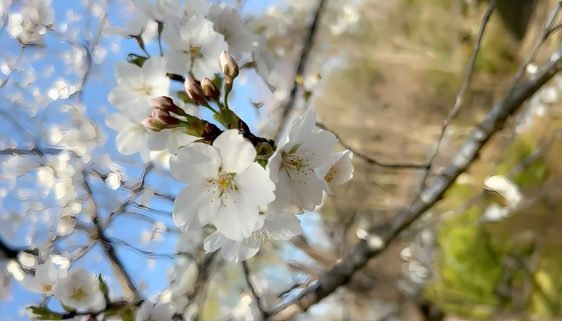 Hình nền hoa anh đào trắng xinh xắn(2)