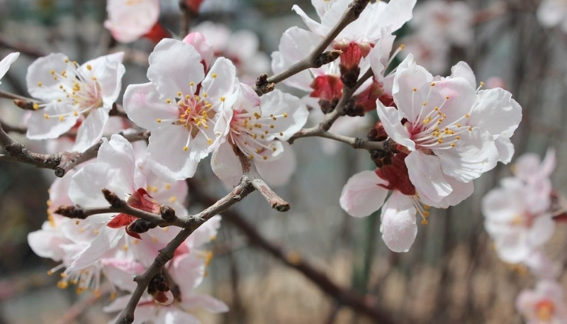 Hình nền hoa anh đào trắng