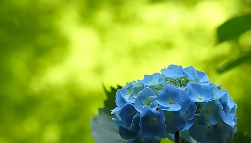 Hình nền hoa cẩm tú cầu dễ thương