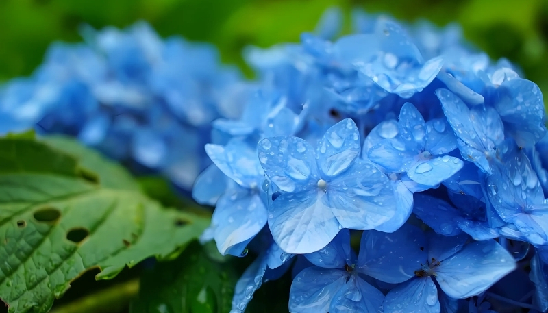 Hình nền hoa cẩm tú cầu nở rộ