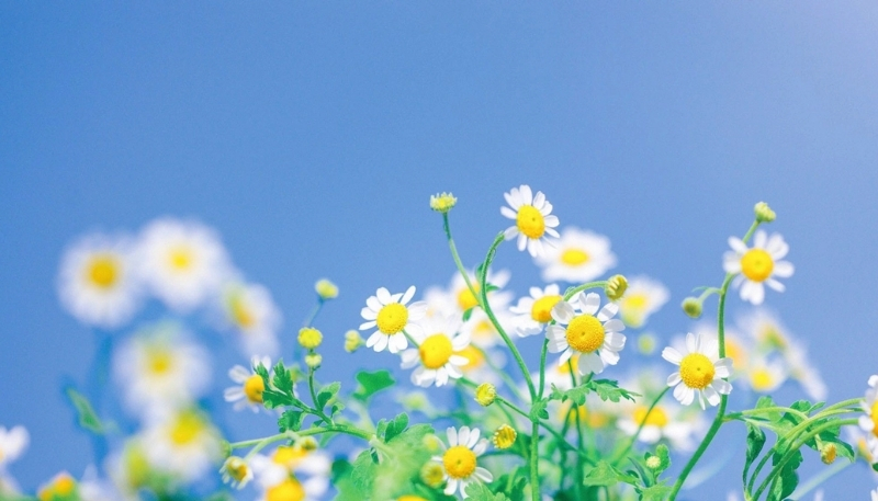 Hình nền hoa cúc họa mi dễ thương