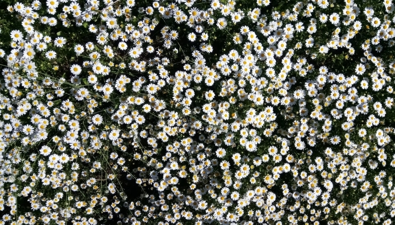 Hình nền hoa cúc họa mi đẹp