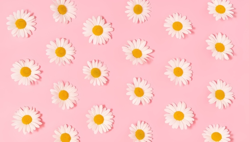 Hình nền hoa cúc họa mi lung linh