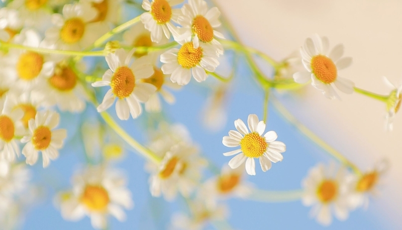 Hình nền hoa cúc họa mi rõ nét