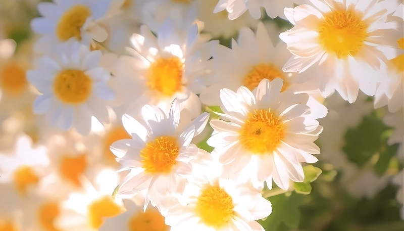 Hình nền hoa cúc họa mi rực rỡ