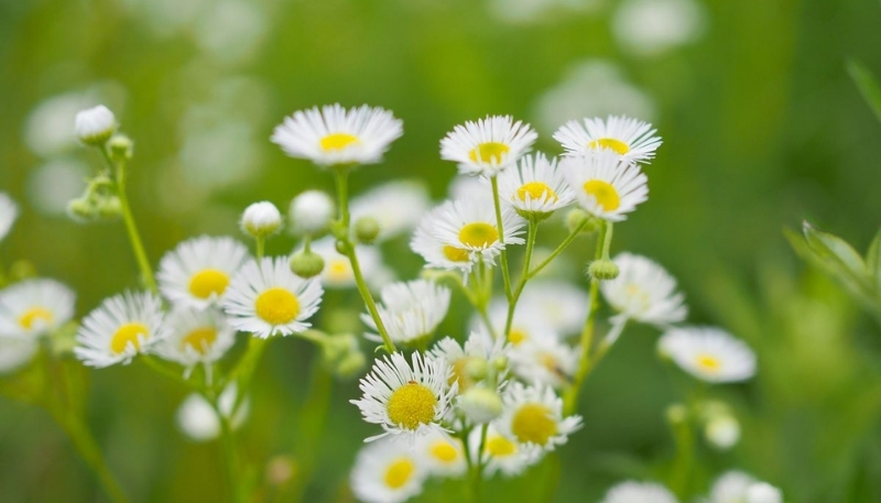 Hình nền hoa cúc họa mi sắc nét