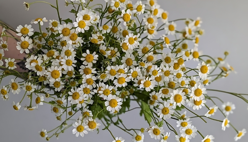 Hình nền hoa cúc họa mi thơ mộng