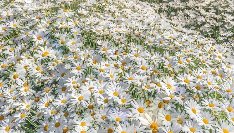 Hình nền hoa cúc họa mi tinh khôi