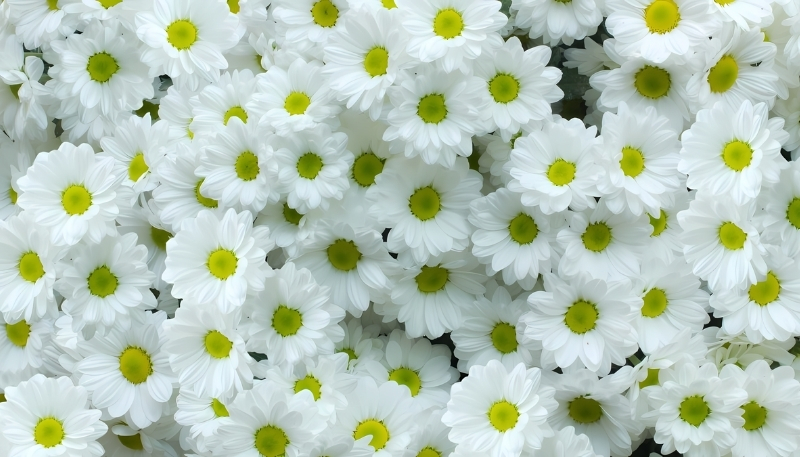 Hình nền hoa cúc họa mi trắng dễ thương
