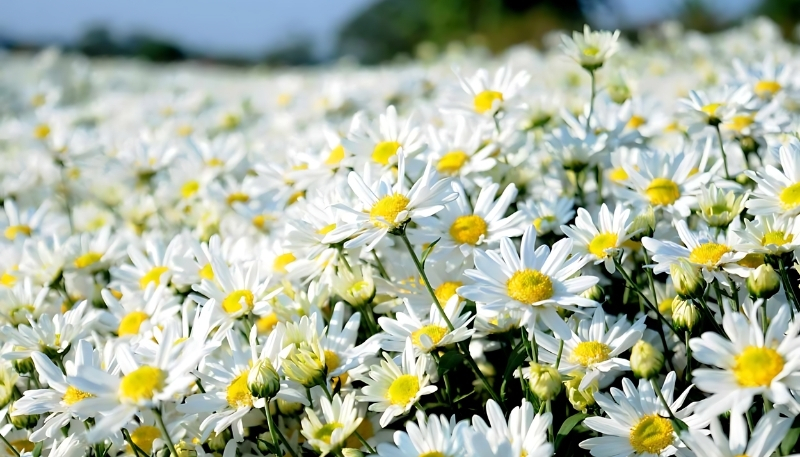 Hình nền hoa cúc họa mi trắng