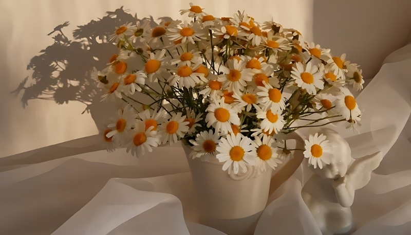 Hình nền hoa cúc họa mi trong nắng 4k