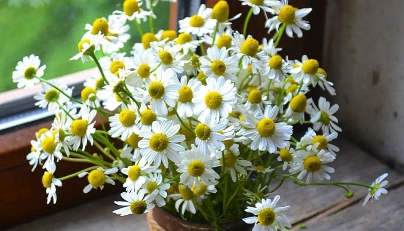 Hình nền hoa cúc họa mi tươi sáng