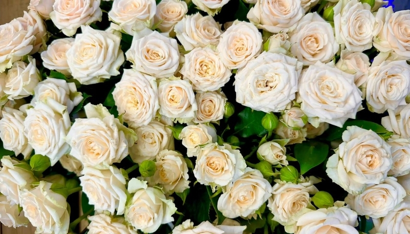 hình nền hoa hồng đẹp nhất thế giới