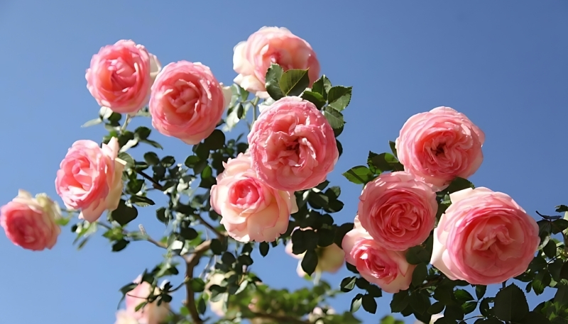 hình nền hoa hồng dưới nắng