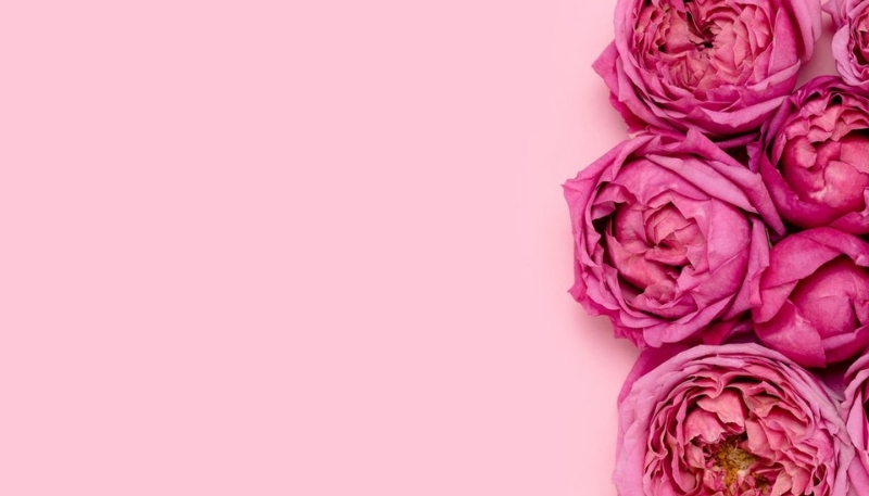 hình nền hoa hồng nền hồng