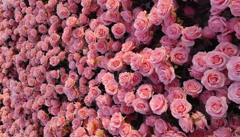 hình nền hoa hồng tím