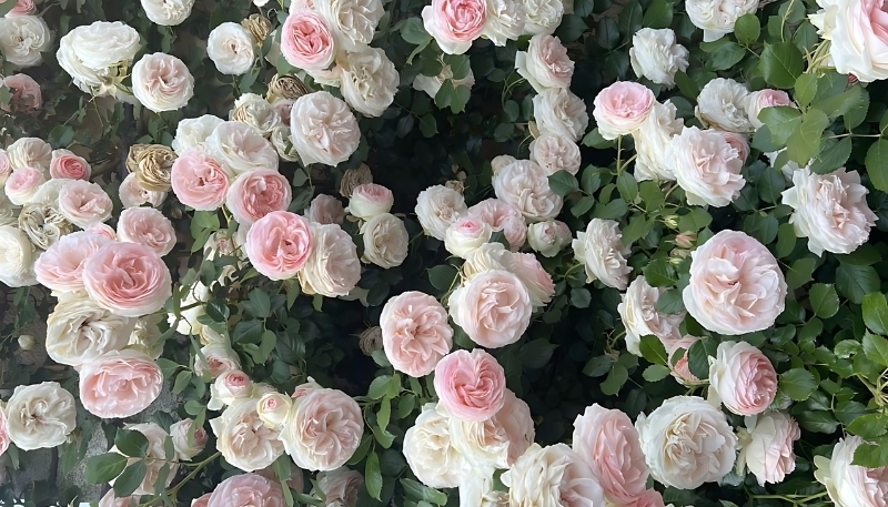 hình nền hoa hồng trắng hồng