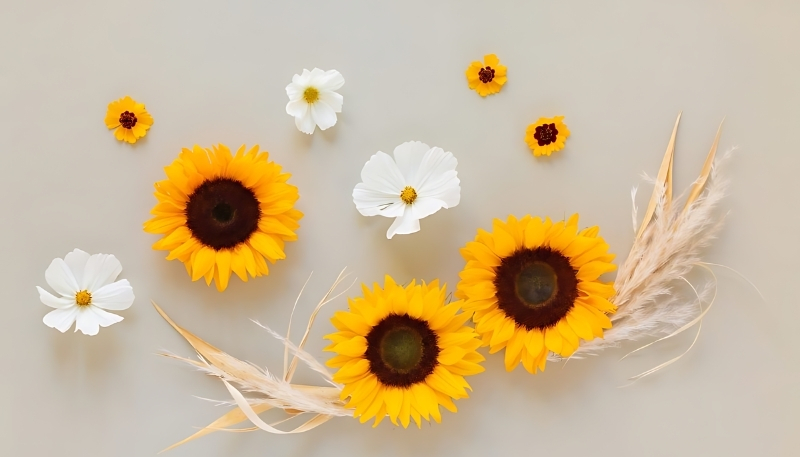 Hình nền hoa hướng dương cute