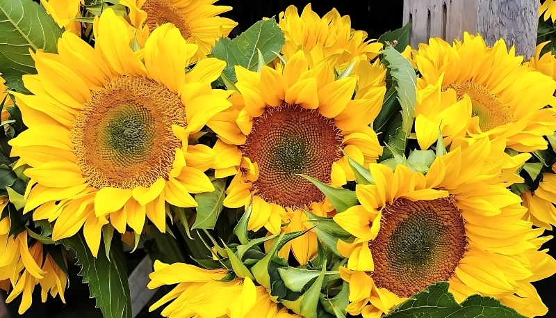 Hình nền hoa hướng dương đẹp 4k