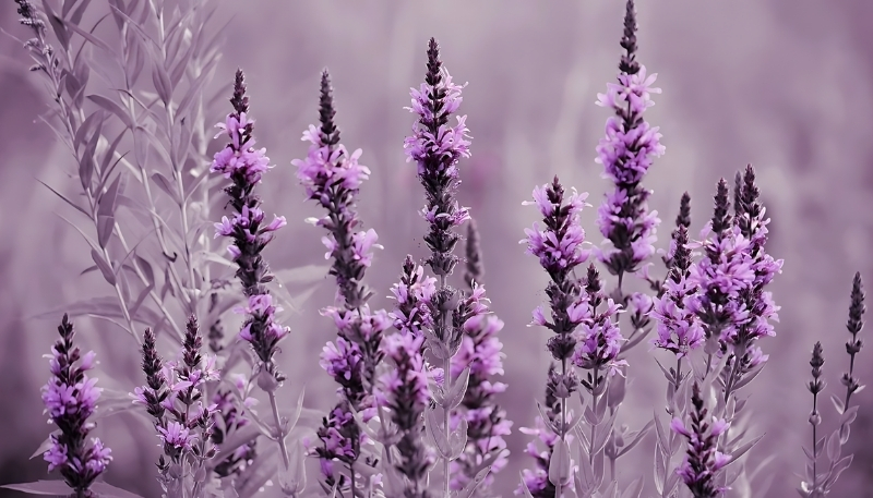 Hình nền hoa lavender 4k sắc nét