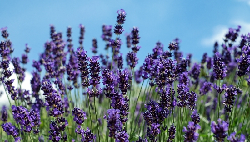 Hình nền hoa lavender tím 4k