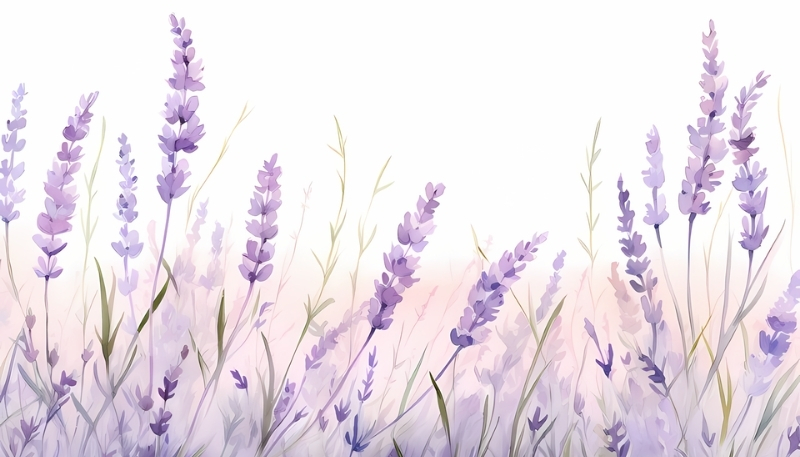Hình nền hoa lavender vẽ xinh xắn