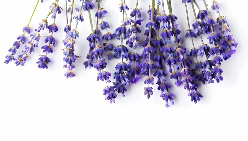 Hình nền hoa lavender xinh đẹp