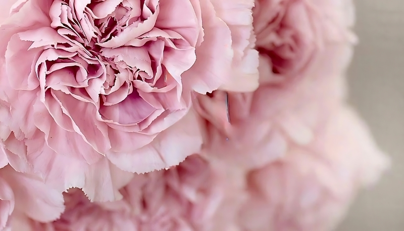 Hình nền hoa mẫu đơn cận cảnh đẹp