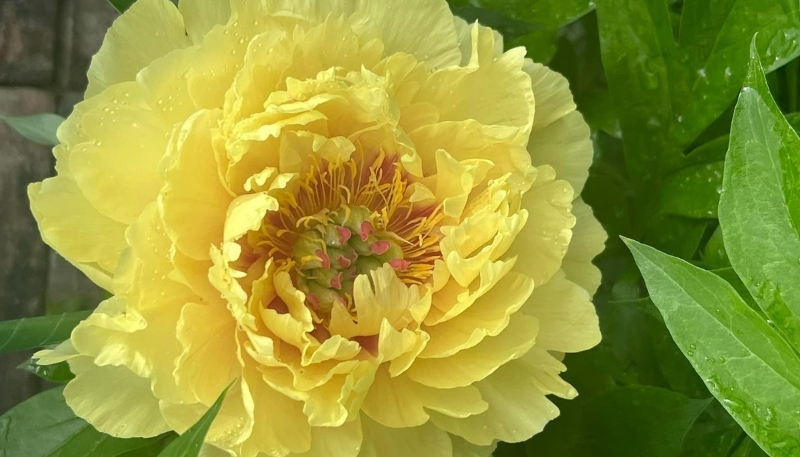 Hình nền hoa mẫu đơn cánh sắc nét