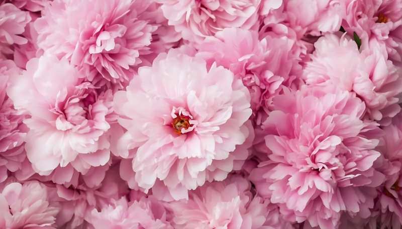 Hình nền hoa mẫu đơn đẹp rực rỡ