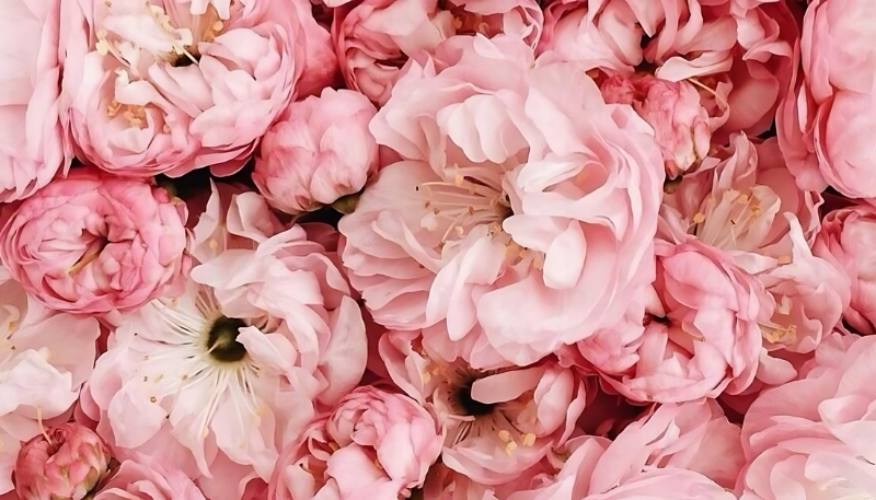 Hình nền hoa mẫu đơn hồng 4k