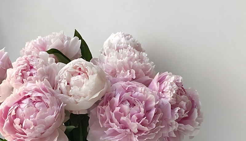 Hình nền hoa mẫu đơn hồng nhạt