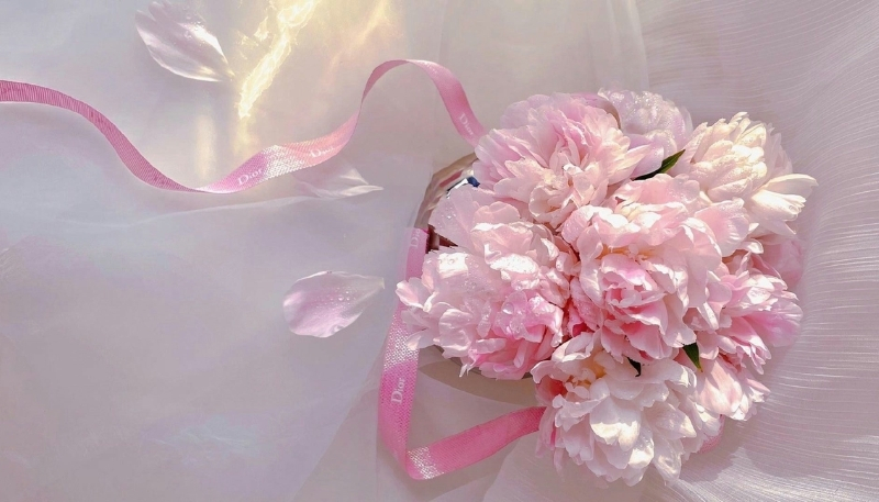 Hình nền hoa mẫu đơn hồng và nơ