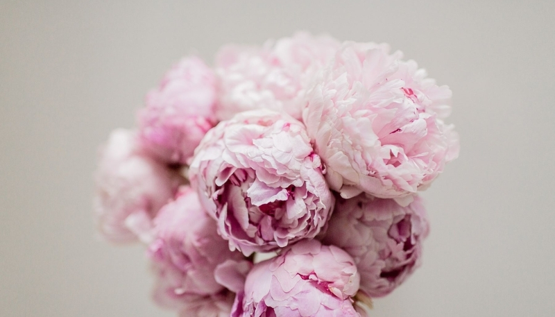 Hình nền hoa mẫu đơn rõ nét 4k