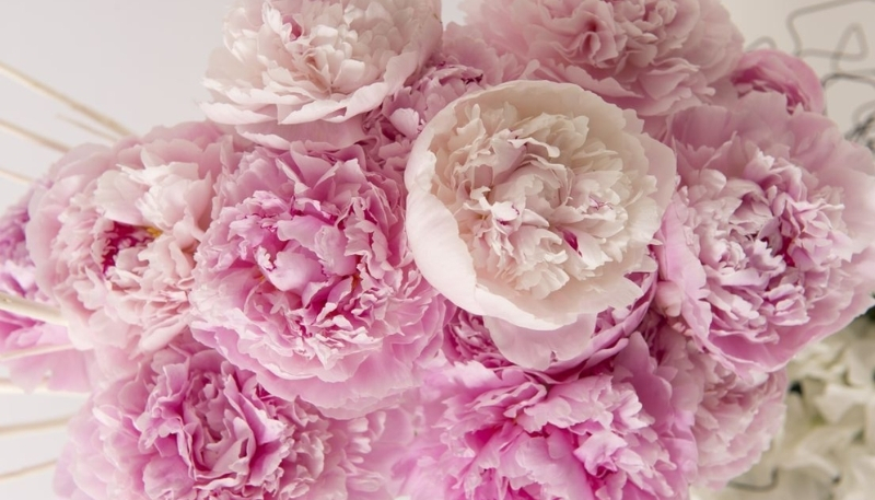 Hình nền hoa mẫu đơn tím mềm mại