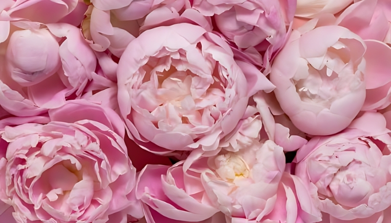 Hình nền hoa mẫu đơn tím