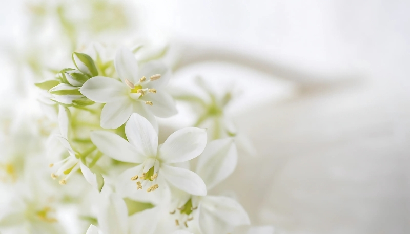 Hình nền hoa nhài 4k xinh xéo